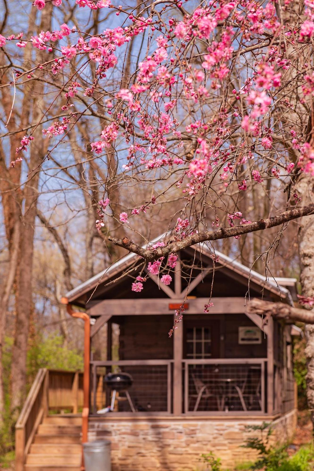 Ryon Tiny Home Cabin City-Side Rustic Retreat 查塔努加 外观 照片